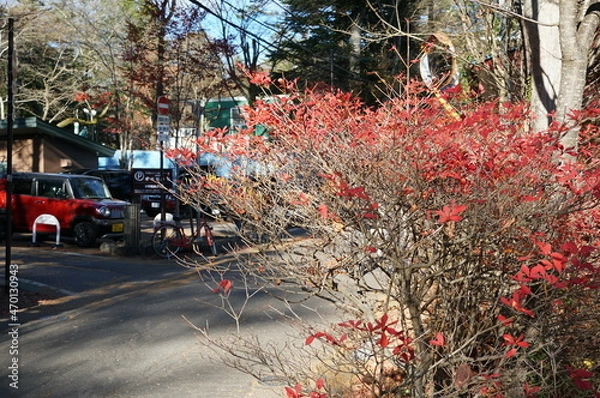 Fototapeta ⒒月、秋の軽井沢、紅葉の葉も散り町は冬の準備、