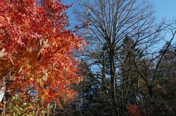 Fototapeta ⒒月、秋の軽井沢、紅葉の葉も散り町は冬の準備、