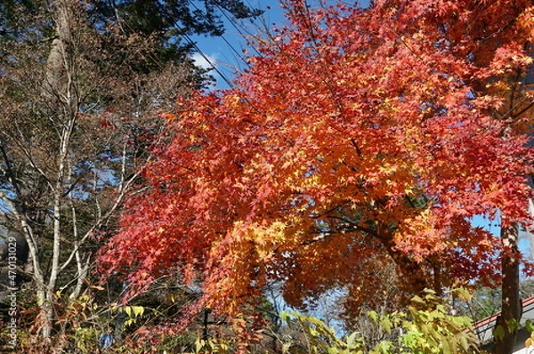 Fototapeta ⒒月、秋の軽井沢、紅葉の葉も散り町は冬の準備、