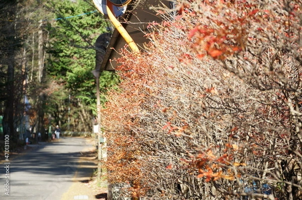 Fototapeta ⒒月、秋の軽井沢、紅葉の葉も散り町は冬の準備、