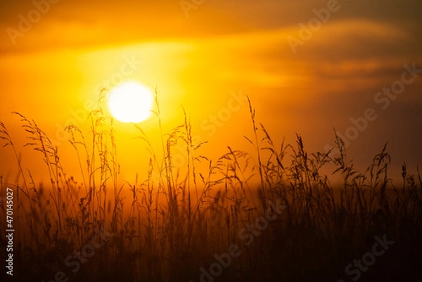 Fototapeta Summer field of wheat at sunset