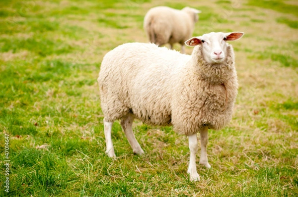 Fototapeta Schaf