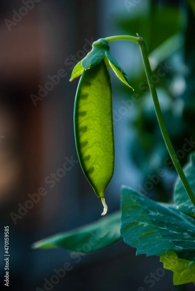 Obraz green pea pod