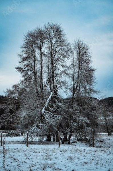 Obraz trees in the snow