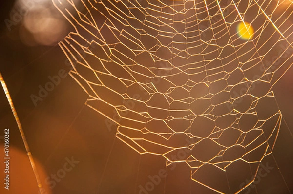 Obraz spider web with dew drops