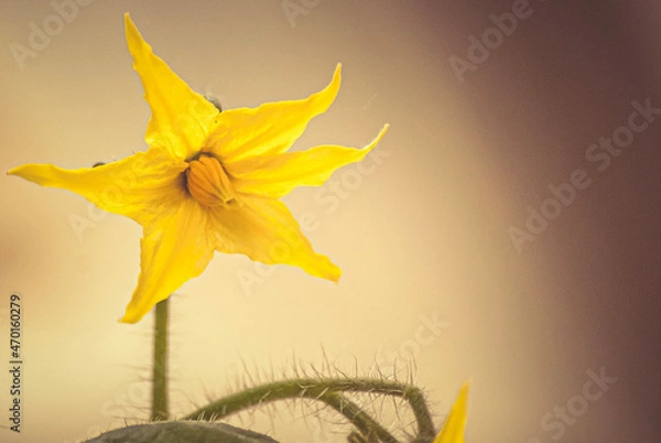 Obraz tomato flower