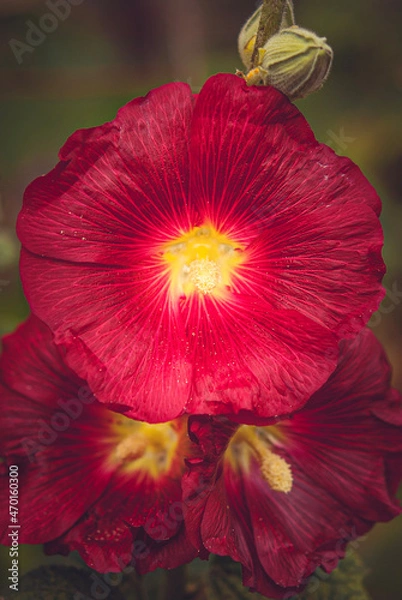 Obraz red hibiscus flower