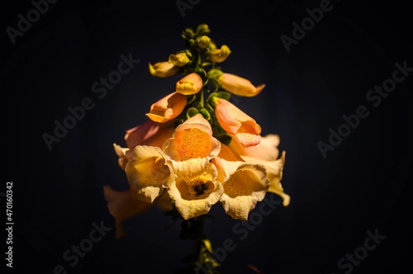 Obraz flower on black background