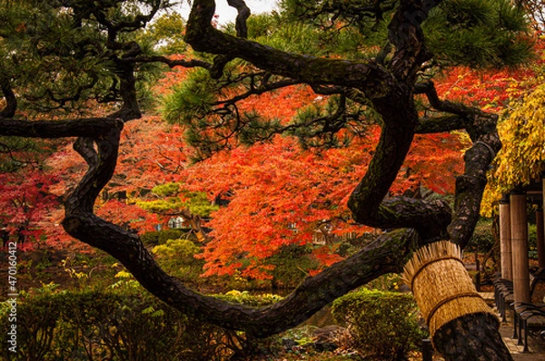 Obraz tree in autumn