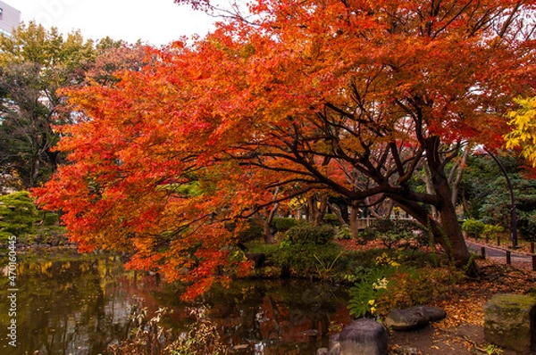 Obraz autumn in the park