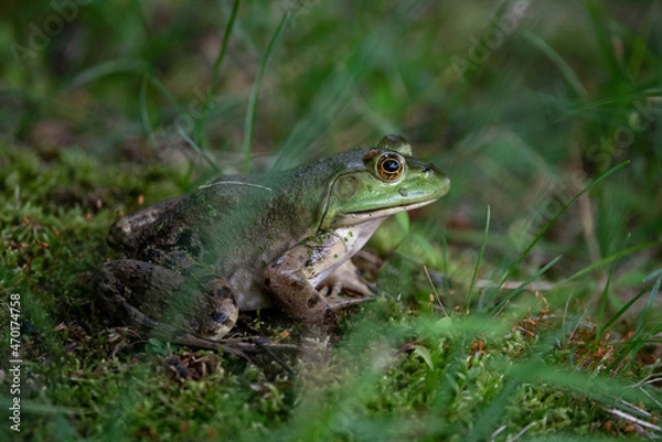 Obraz Green frog resting in the grass