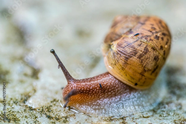 Obraz A snail's life