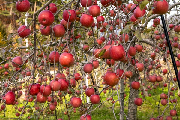 Obraz 長野県たわわに実る林檎の実