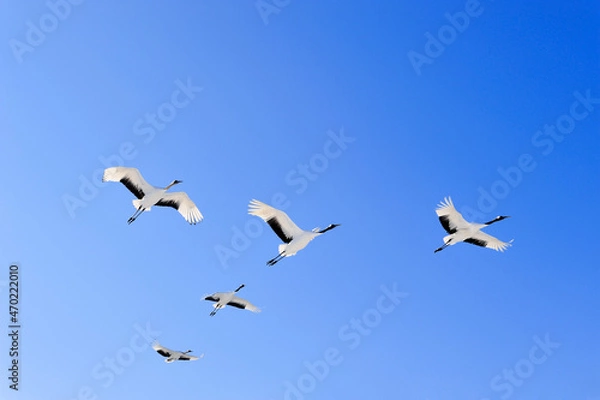 Obraz 青空を飛ぶタンチョウの群（北海道・鶴居村）
