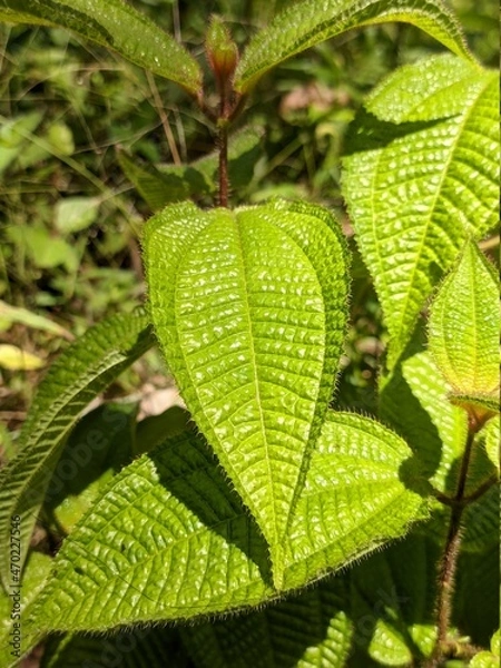 Fototapeta Clidemia hirta plants in tropical nature borneo