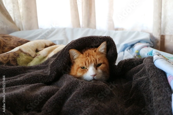 Obraz 寒い日に布団で温まる猫