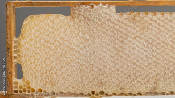 Obraz Bee honeycomb with honey in a wooden frame.