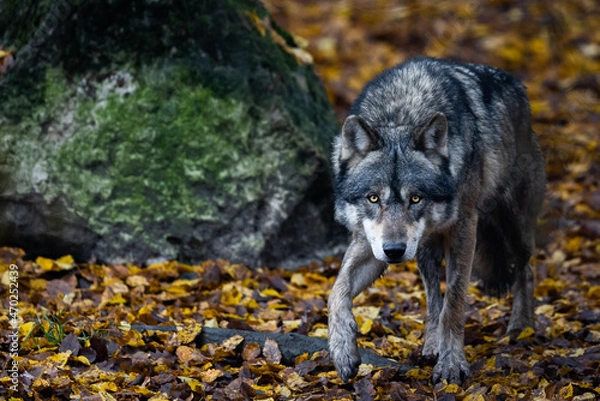 Obraz A grey wolf in the forest