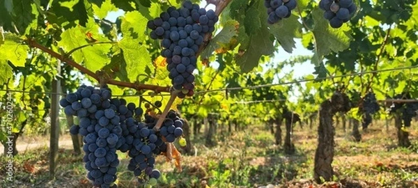 Fototapeta Grapes growing next to Saint-Emilion, famous for its wine, in France