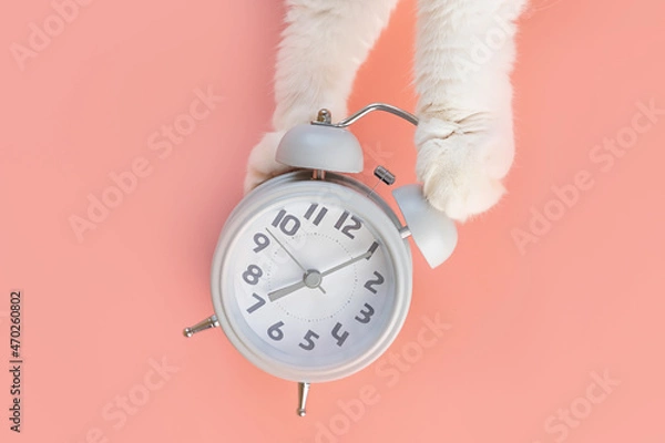 Fototapeta The alarm clock lies on a pink background, next to it are cat's paws. The concept of morning, awakening. Minimalism, top view, copy space