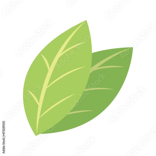 Obraz plant green leaf