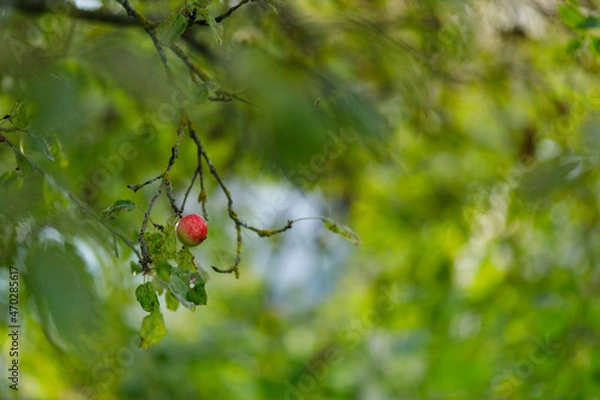 Obraz An apple on a branch in a garden with a strongly blurred green background