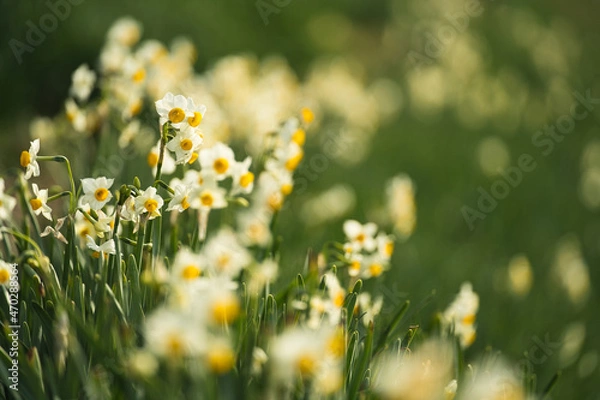 Obraz すいせんの群生地