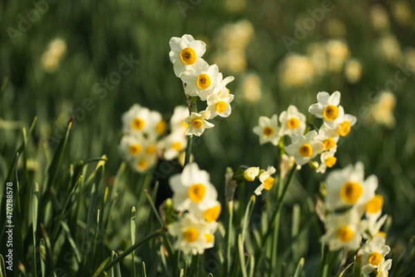 Obraz すいせんの花