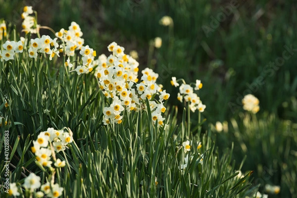 Obraz 一面の水仙の花