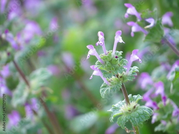 Fototapeta 小さなピンク色の花　ホトケノザ　　