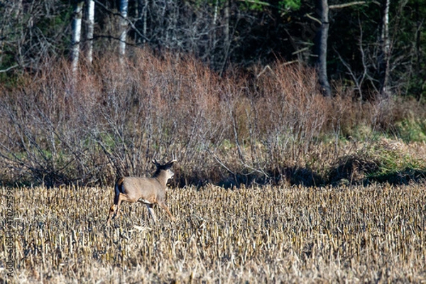 Fototapeta White-tailed deer buck  (odocoileus virginianus) running across a Wisconsin cornfield during the rut in November