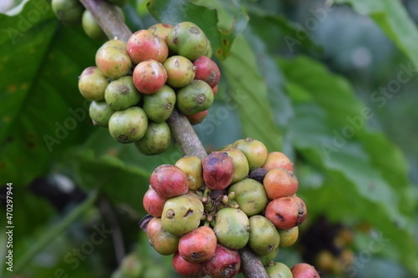 Fototapeta coffee  on trees 