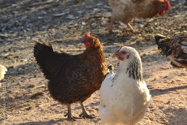 Obraz красавицы курицы