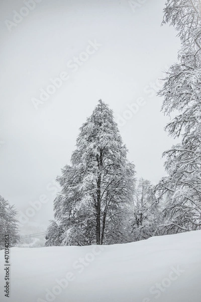 Obraz snow covered trees