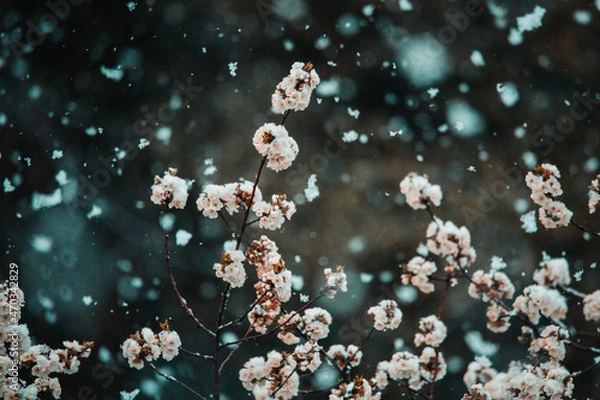 Fototapeta Snow in spring