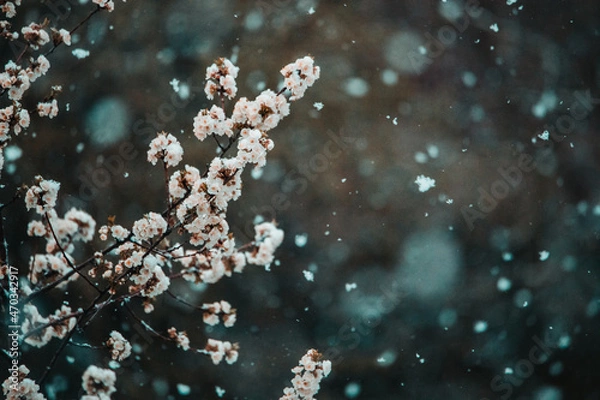 Fototapeta Snow in spring