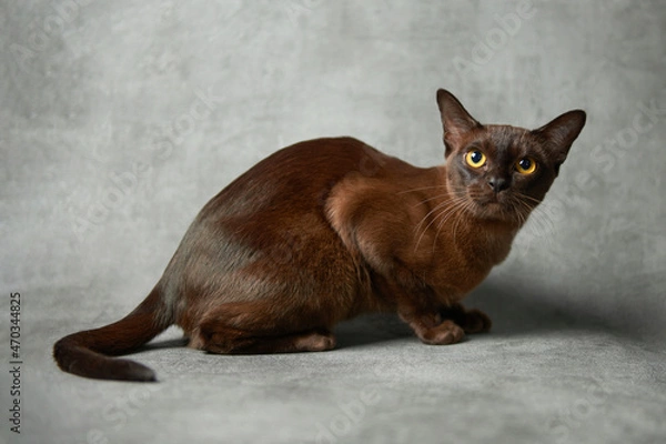 Obraz Burmese cat