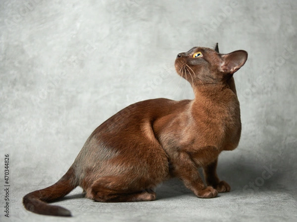 Obraz Burmese cat