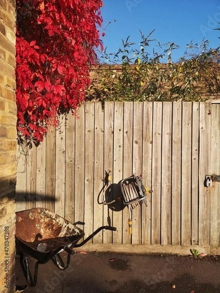 Fototapeta vivid red leaf Virginia creeper in Autumn with wooden fence old wheelbarrow and rolled up hosepipe