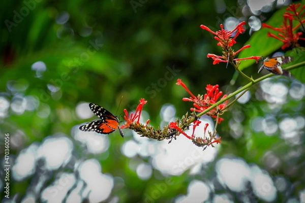 Fototapeta Heliconius hecale, the tiger longwing, Hecale longwing, golden longwing or golden heliconian, is a heliconiid butterfly that occurs from Mexico to the Peruvian Amazon. 