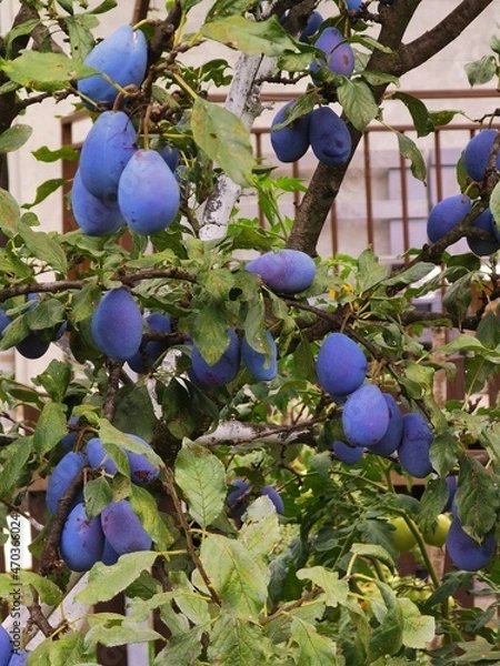 Obraz Plums in the garden