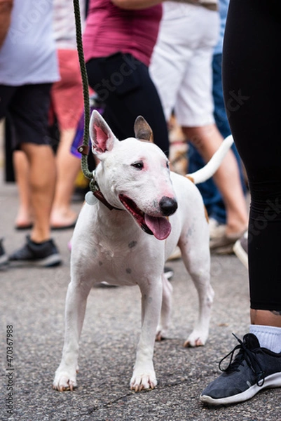 Fototapeta one white English bull terrier on a leash