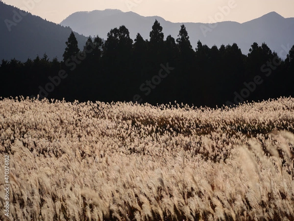 Fototapeta 曽爾高原のススキ　森　山並み（奈良県宇陀郡曽爾村）