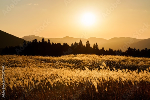 Fototapeta 金色に輝くすすき野の夕景（奈良県宇陀郡曽爾村　曽爾高原）