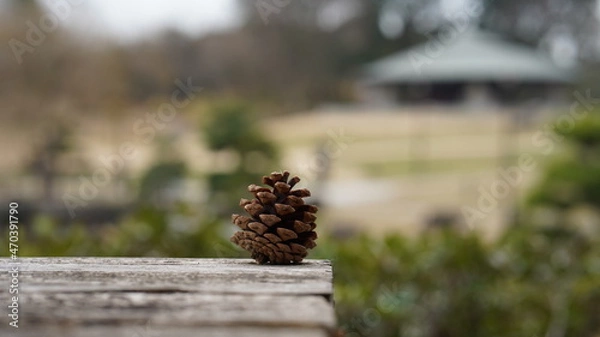 Fototapeta 松ぼっくり