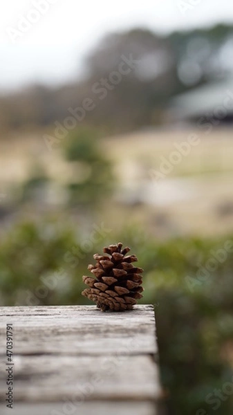 Fototapeta 松ぼっくり