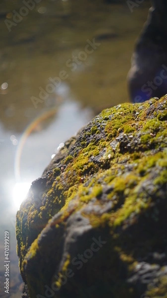 Obraz フレアな庭
