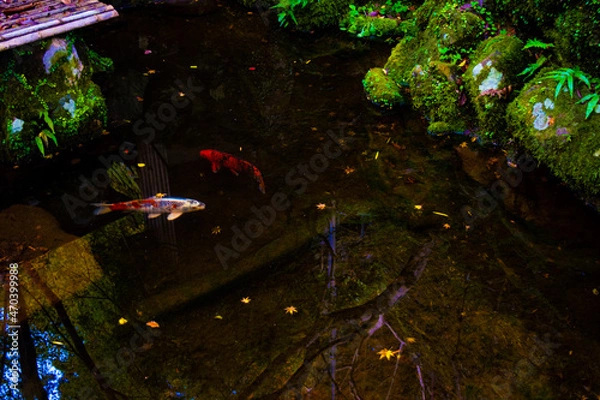 Obraz 自然と池の中の鯉