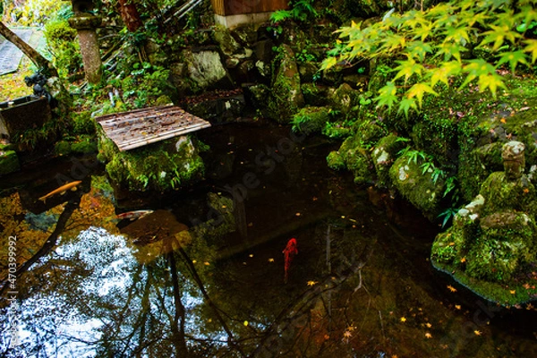 Fototapeta 自然と池の中の鯉