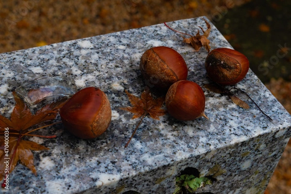 Fototapeta 栗と枯れ葉